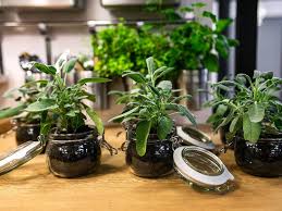 Table of contents how to apply diatomaceous earth in home gardens food grade de makes a handy, thrifty addition to any home! How To Apply Diatomaceous Earth On Houseplants Using 2 De Application Methods Krostrade