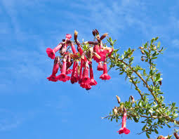 Image result for Cantua