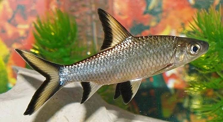 Resultado de imagen para acuario tiburon bala"