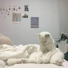 biktim yeminle cani biktim yeminle canimdan bezdim kediler ve yavrulari komik hayvan hayvan mizahi