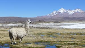 Check spelling or type a new query. Breite Allianz Fur Das Klima In Chile Ekd