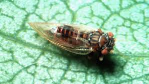 Image result for Pycreus melas