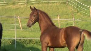 Vfb stuttgart 1893 ag is responsible for this page. Par Galaxie X Clavecimbel X Rechter X Roemer Hv Youtube