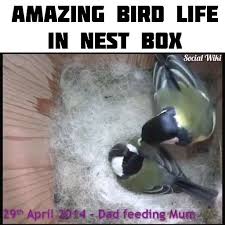 Bird Bouncing Golf Ball On Concrete Amazing Bird Life In Nest Box Video Cute Animals Cute Funny Animals Cute Baby Animals