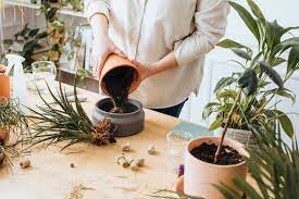 1.gently hold the stems of your plant and slide it out from its current planter. How To Repot A Plant Without Killing It According To Green Thumbs Huffpost Life
