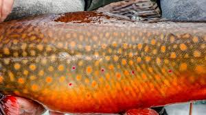 Check spelling or type a new query. Native Brook Trout Ontario Canada Kwagama Lake Lodge
