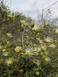 Image result for Maerua juncea
