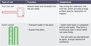 Bbc Gcse Biology Levels Of Organisation Revision 3 Science Revision Biology Writing Words