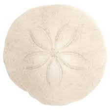 How To Harden Sand Dollars Sand Dollar Craft Sand Dollar Necklace Sand Dollar Art