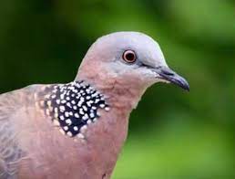 Fantastis 20 Gambar Burung Derkuku Jantan Dan Betina Richa Gambar