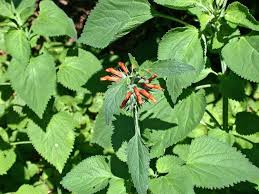 Image result for Vernonia nepetifolia