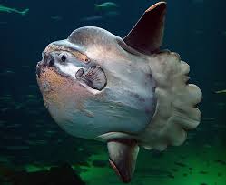 Dalam mendapatkan mangsanya, ikan ini dapat berburu secara berkelompok maupun sendiri. Apa Ikan Terbesar Di Dunia Inilah Jawaban Yang Paling Benar Nama Nama Hewan