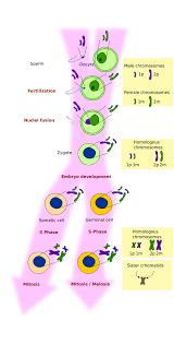 Sign up and get access to hundreds of high quality. The Cell 8 Meiosis Atlas Of Plant And Animal Histology