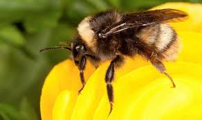 We did not find results for: 700 Spesies Lebah Liar Diancam Kepupusan