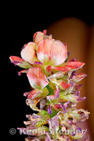 Image result for Indigofera hendecaphylla