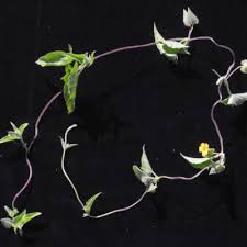 Image result for Thunbergia reticulata