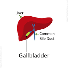 Liver diagram illustrations & vectors. Digestive System For Kids Human Digestive System Human Body Facts