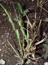 Image result for Trisetopsis elongata