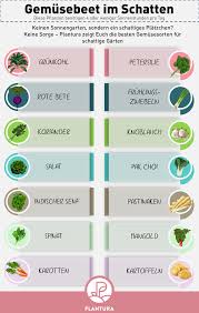 Gemuse Fur Den Schatten Unsere Top 10 Ubersicht Garten Bepflanzen Gemuse Pflanzen Und Garten