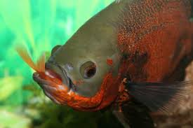 They have a long oval body. What Do Oscar Fish Eat Lovetoknow