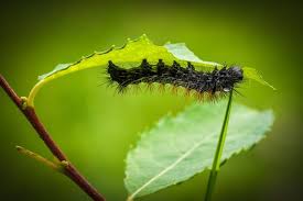 Although gardeners often accept caterpillars damaging their plants as an unavoidable nuisance that comes with the territory, in reality there's lots you can do to put a stop to these tiny yet ravenous garden pests. How To Get Rid Of Caterpillars In The Garden Organic Pest Control