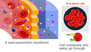 Dissolving egg shells with vinegar. Osmosis Biology Notes For Igcse 2014