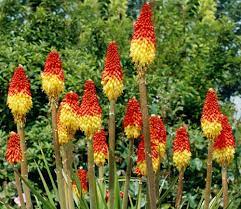 Check spelling or type a new query. Red Hot Poker Plant The Gardening Plot