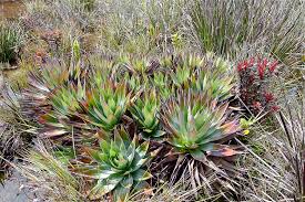 Image result for Xyridaceae