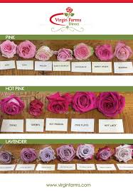 Rose Variety Comparison Chart Pink Hot Pink Lavender