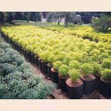 Tanaman bunga kertas ( bougainvillea). Tanaman 10 Paket Brokoli Kuning Tanaman Hias Lis Taman Tanaman Out Dorr Lis Depan Rumah Lazada Indonesia
