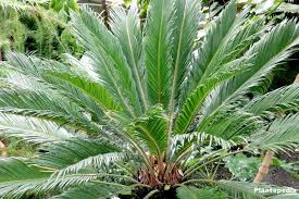 Palm trees grow in the desert, yes, but they are oasis plants. King Sago Palm Plant Cycas Revoluta How To Care Indoors Plantopedia
