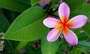 Even indoors, winter conditions can be tough on plants. How To Grow Frangipani Tree From Cutting Frangipani Tree Care