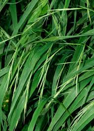 Image result for Enteropogon monostachyos