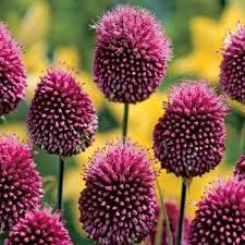 20 Drumstick Allium A True Summertime Favorite These Miniature Allium Change In Color From Green To Burgundy As They Matur Bulb Flowers Flowers Spring Garden