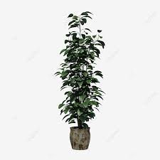 Pendenti png & psd images with full transparency. Pianta Verde Fioriera Bonsai Fioriera Verde Pianta File Png E Psd Per Download Gratuito
