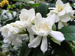Check spelling or type a new query. Gardenia Piante Appartamento Coltivare Gardenia Fiori Gardenia