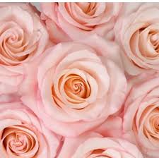 14 tastes of chicago coupons & promo codes in may 2021 free for you. Steve S Flower Market Home Facebook