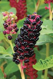 Image result for Phytolacca
