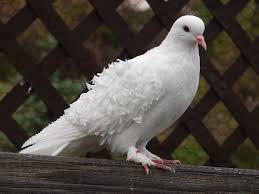 Magnificent Frillback Pigeon Dove Pigeon Turtle Dove White Doves
