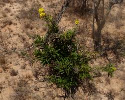 Image result for Acridocarpus natalitius