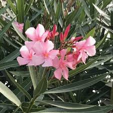 Image result for Nerium oleander