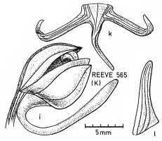 Image result for Habenaria hologlossa