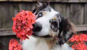 I need shrubs for central wisconsin that are safe for dogs, designers in my area keep suggesting shrubs that have berries, not a good idea with my dogs. Dog Proof Your Garden With These Top Ten Tricks