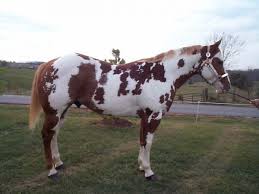 Black And White Paint Horses For Sale In Kentucky Pin On Equines