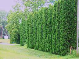 These 10 ideas will get your screening up and running in no time. 12 Trees Ideas Privacy Landscaping Privacy Trees Backyard Landscaping