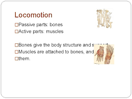 The primary job of muscle is to move the bones of the skeleton, but muscles also enable the heart to beat and constitute the walls of other important hollow. Receptors And Effectors Senses Muscles And Bones Sensory