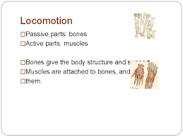 Images from purves et al., life: Receptors And Effectors Senses Muscles And Bones Sensory