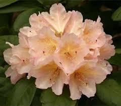 Rhododendron Hindustan Has Yellow Orange Flushed Redish Pink Flowers And Is Cold Tolerant To 20 F Summer Flowers Garden Rhododendron Plant Flowering Trees