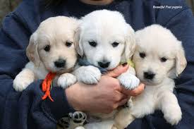 We placed our spring litter in wonderful tara, daughter of princess, winning first place in her first obedience competition in akc. English Cream Golden Retreiver Massachusetts Ma