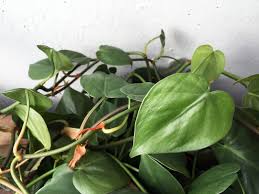 We did not find results for: Plants With Heart Shaped Leaves You Ll Fall In Love With